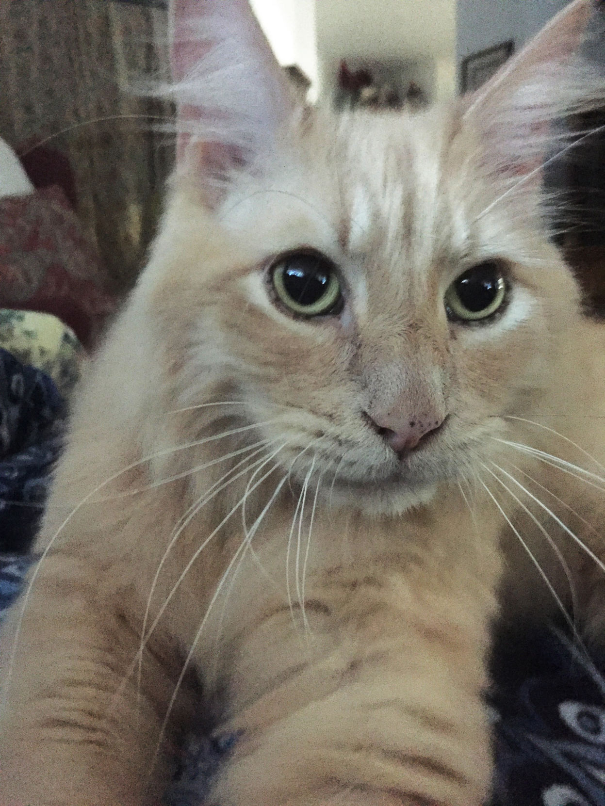 Pic of the Litter: Murphy